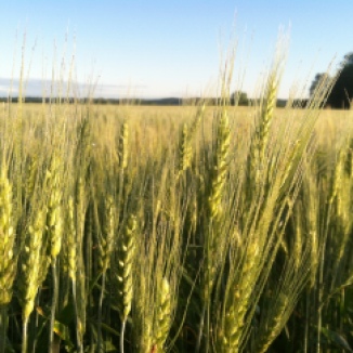 Minnesota organic Spring wheat.