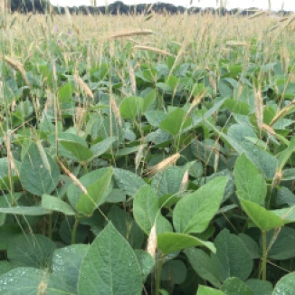 No-Till Organic Soybeans in Rye Cover Crop